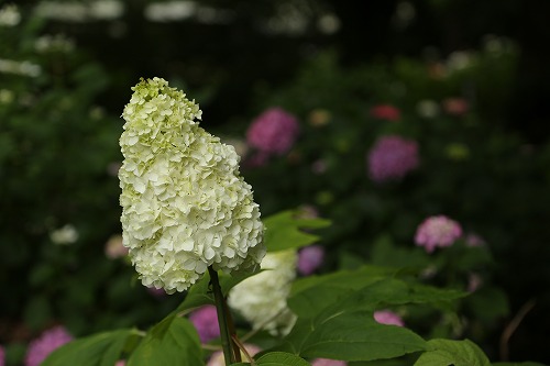 柏葉紫陽花1