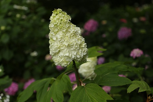 柏葉紫陽花2