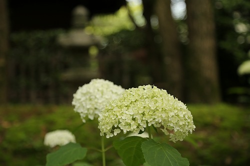 柏葉紫陽花3