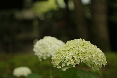 柏葉紫陽花4