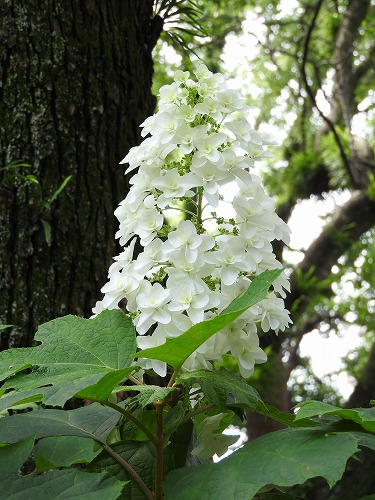 柏葉紫陽花8