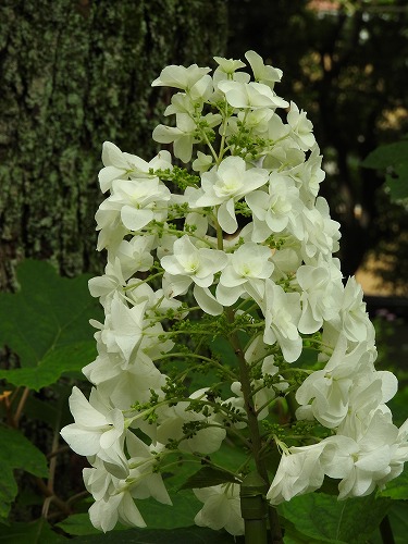 柏葉紫陽花10