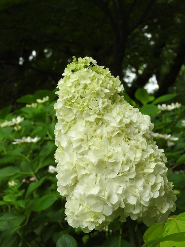 柏葉紫陽花11