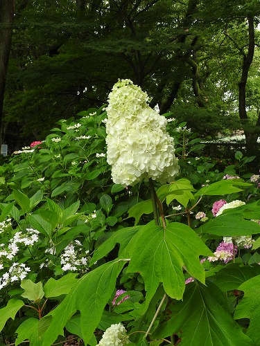 柏葉紫陽花12
