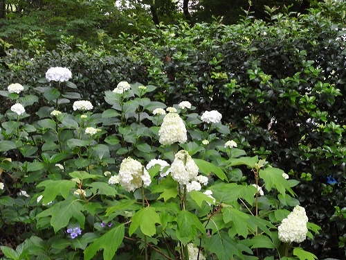 柏葉紫陽花5