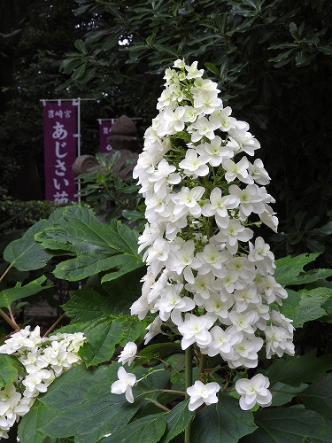 柏葉紫陽花13