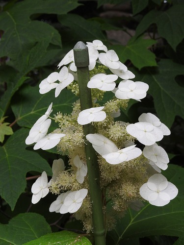 柏葉紫陽花14