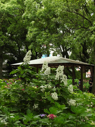 柏葉紫陽花16