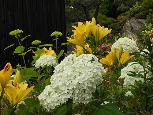 柏葉紫陽花7