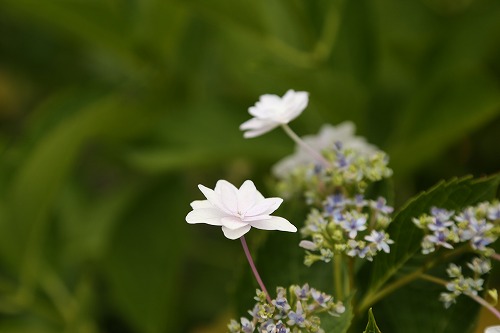 紫陽花17