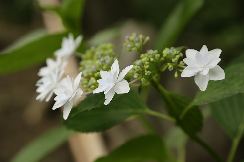 紫陽花1