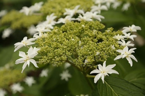 紫陽花2