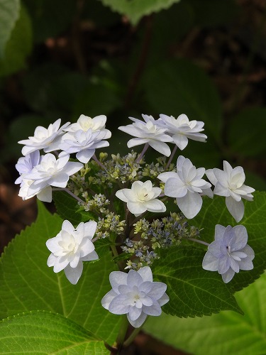 紫陽花11