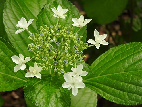 紫陽花18