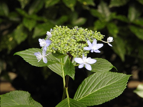 紫陽花3