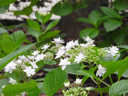 紫陽花4