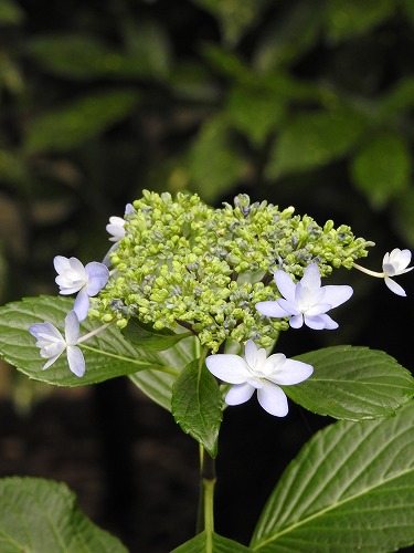 紫陽花12