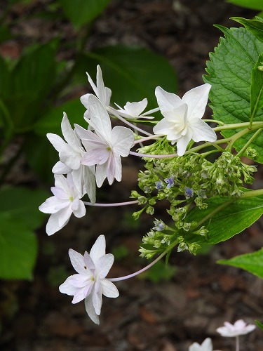 紫陽花13
