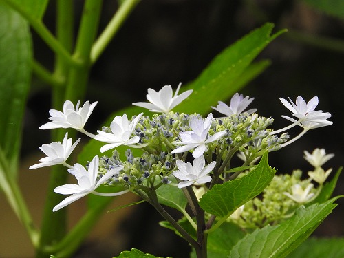 紫陽花5