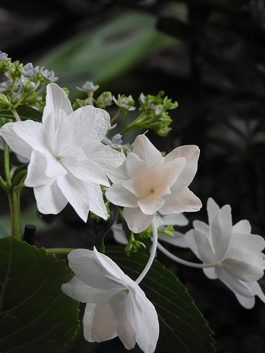 紫陽花14