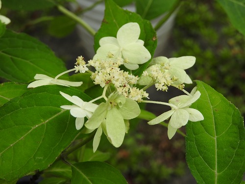紫陽花7