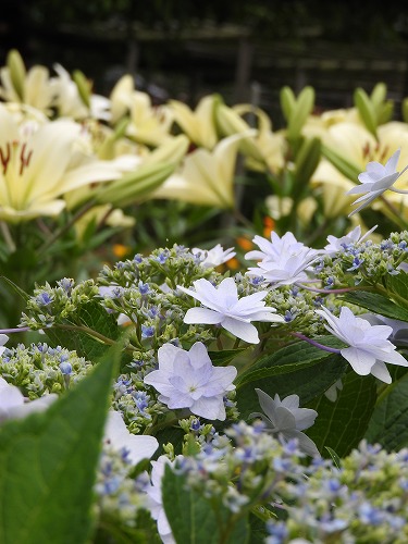 紫陽花15