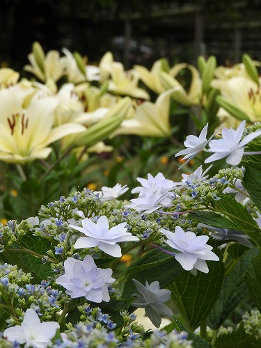 紫陽花16