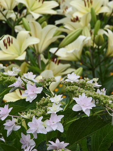 紫陽花6