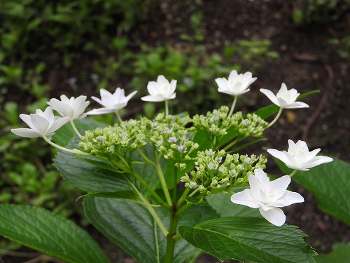 紫陽花8
