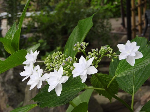 紫陽花9