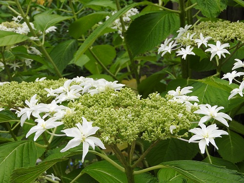 紫陽花10