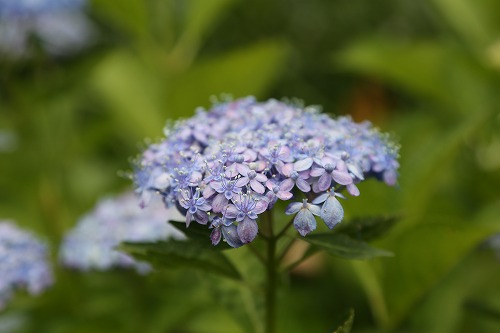 あじさい苑6