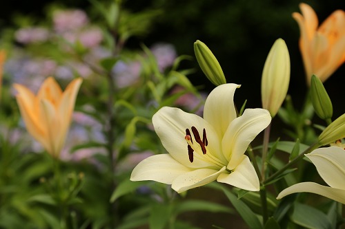 百合2