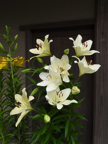 百合13