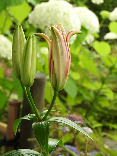 百合24