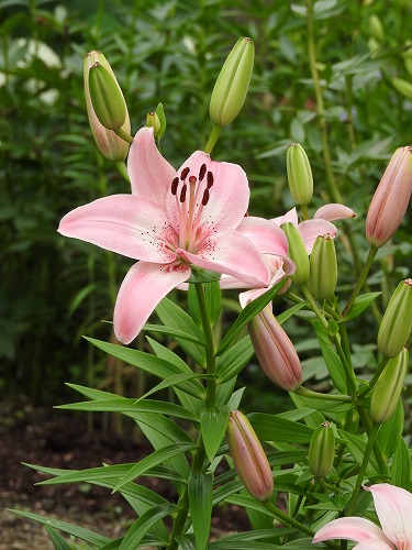 百合28