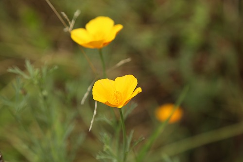 筥崎宮花庭園1