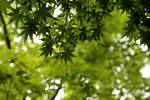 筥崎宮花庭園3