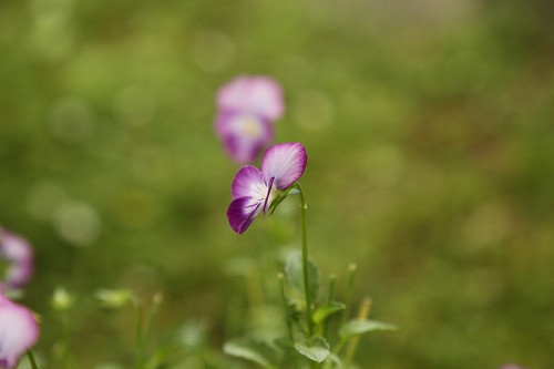 筥崎宮花庭園5