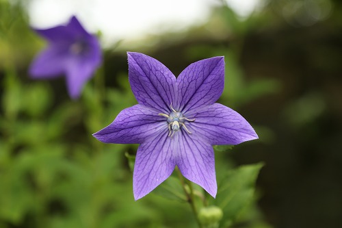 筥崎宮花庭園7