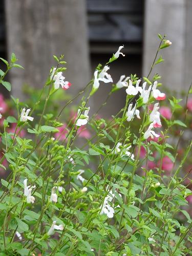 筥崎宮花庭園11
