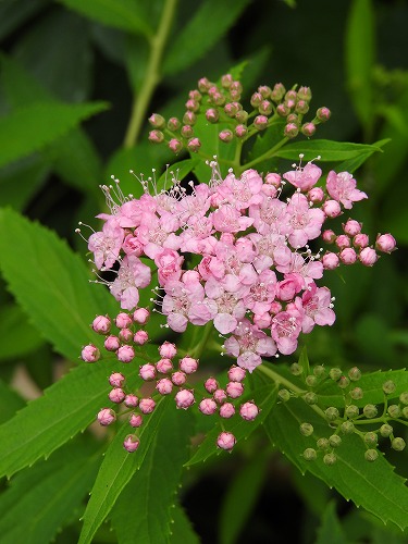 筥崎宮花庭園15