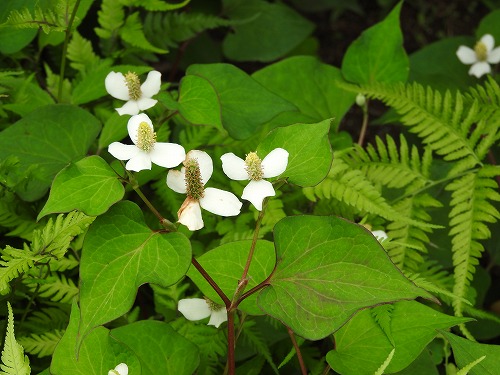 筥崎宮花庭園16