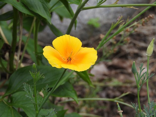 筥崎宮花庭園17