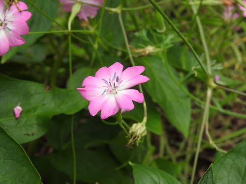 筥崎宮花庭園18