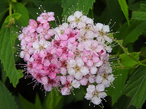 筥崎宮花庭園20