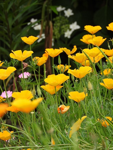 筥崎宮花庭園21