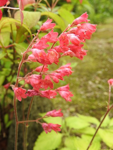 筥崎宮花庭園22