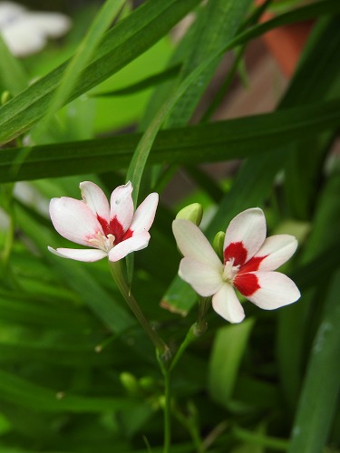 筥崎宮花庭園23