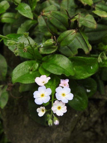 筥崎宮花庭園24